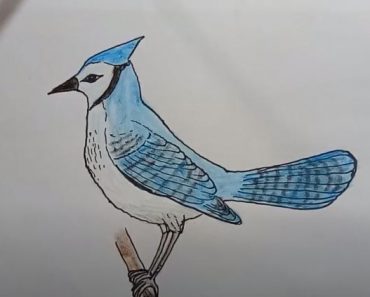 How To Draw A blue Jay Bird Easy Step By Step | Bird drawing easy