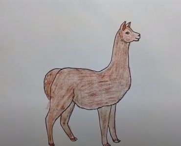 How to Draw an Alpaca Easy step by step | Easy animals to draw