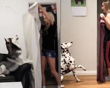 Dog Reaction to Magic Trick with Blanket – Funny Dog Compilotion video