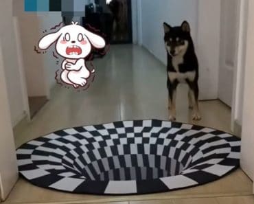Dog’s reaction to 3D wormhole illusion || Funny Dog Compilation 2022