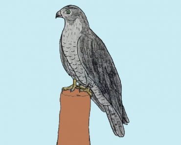 How To Draw A Black Kite Easy Step By Step – Bird drawing