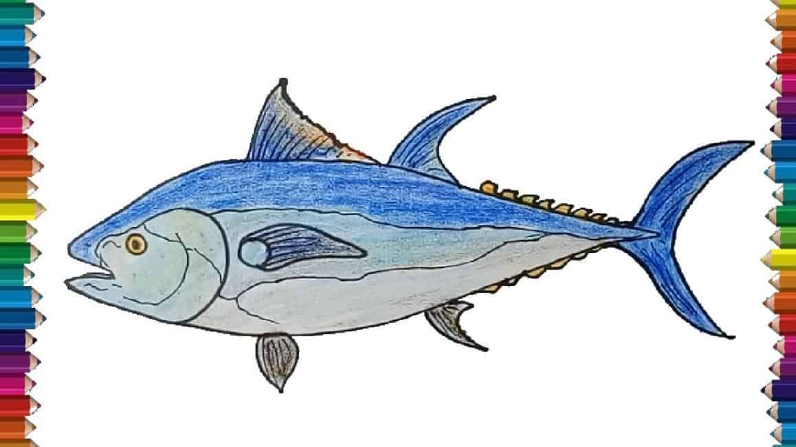 How To Draw A Bluefin Tuna Step By Step