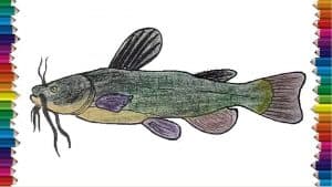 How To Draw A Catfish Step By Step