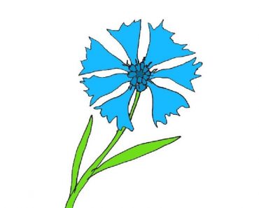 How To Draw A Cornflower Easy Step By Step