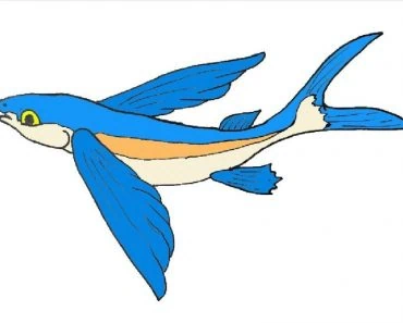 How To Draw A Flying Fish Step By Step – Cartoon Fish drawing easy