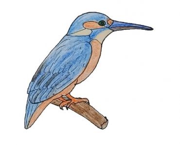 How To Draw A KingFisher Step By Step | KingFisher drawing