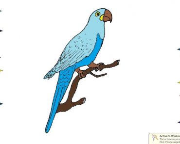 How To Draw A Macaw Step By Step | Bird drawing