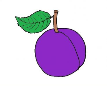 How To Draw A Plum Step By Step – Plum drawing and coloring