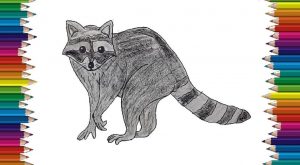 How To Draw A Raccoon Easy Step By Step