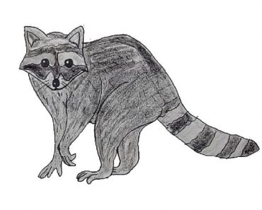 How To Draw A Raccoon Easy Step By Step | Raccoon drawing