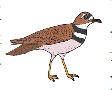 How To Draw A killdeer Easy Step By Step – Bird drawing