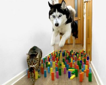 Obstacle challenge cat vs dog || This cat vs dog challenge went viral