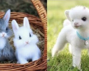 The cutest animals on the planet – pet videos