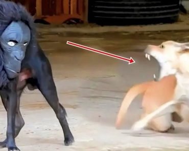 Video Of Strange Reactions Of Dogs And Cats 😂 Try Not To Laugh