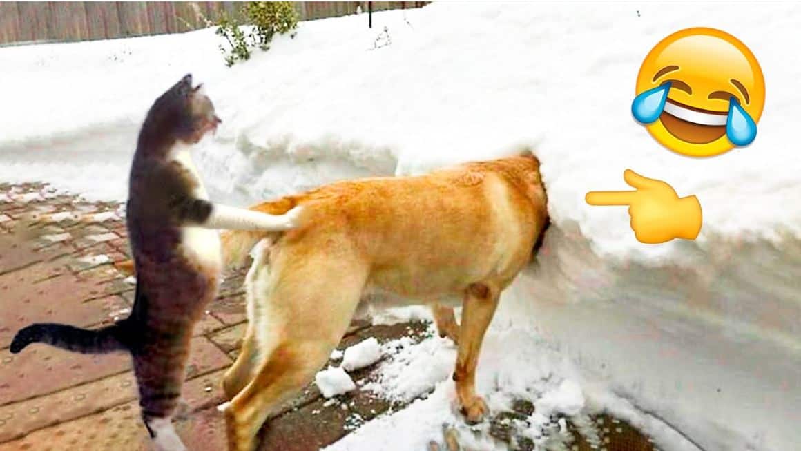 Funniest Cats And Dogs Videos