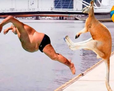 Funny Animal Video – Funny Wild And Farm Animals Videos – Funny video 2022