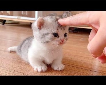 Funny cats 2022 | The funniest animals