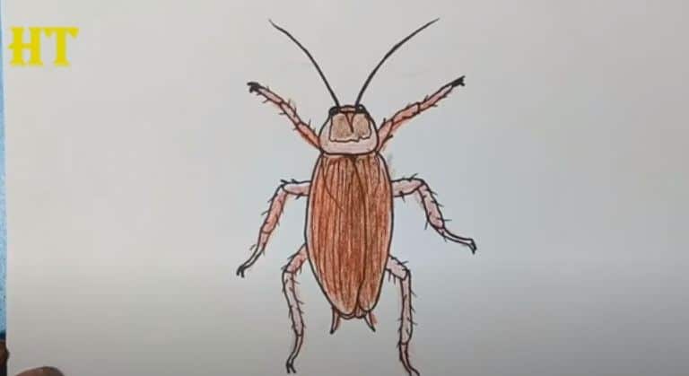 How To Draw A Cockroach Step By Step