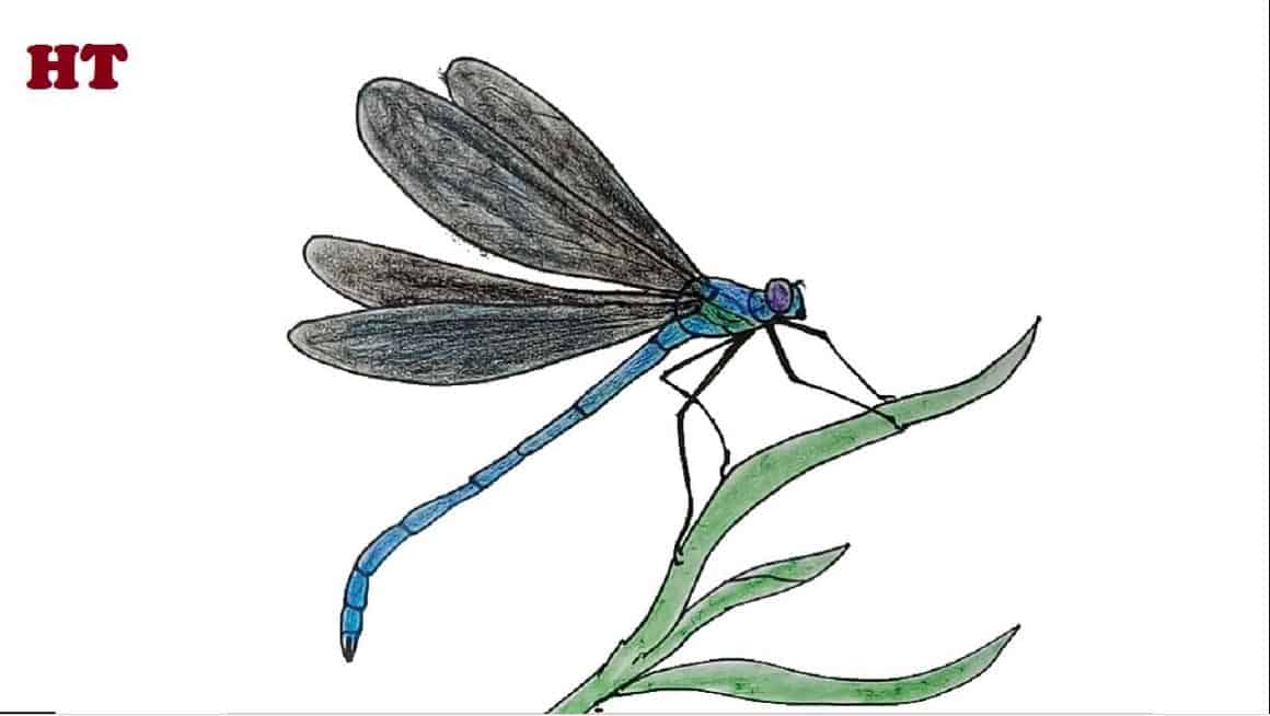 How To Draw A Dragonfly Easy Step By Step