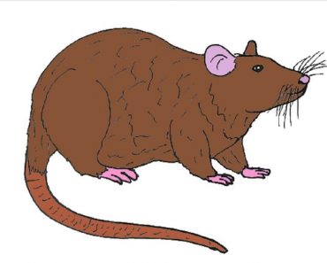 How To Draw A Rat Step By Step