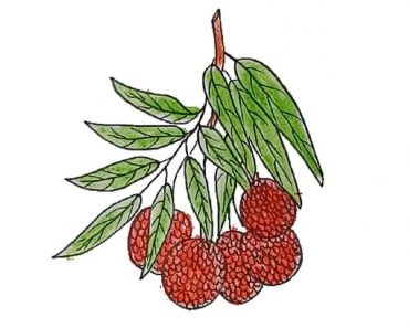 How To Draw Litchi Easy Step By Step