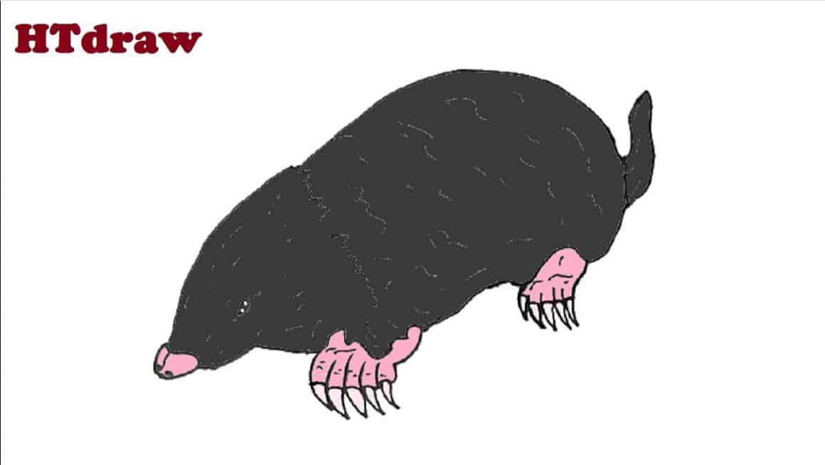 How to draw a Mole Step By Step