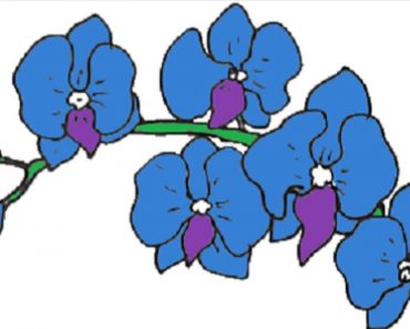How to draw an orchid step by step