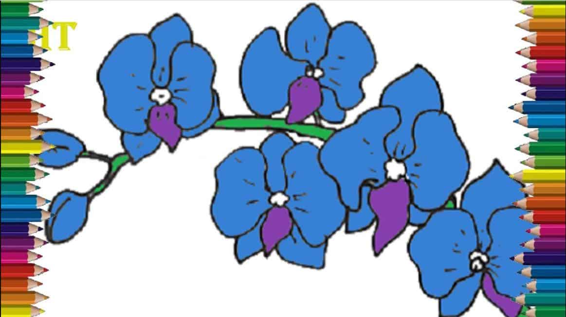 How to draw an orchid step by step
