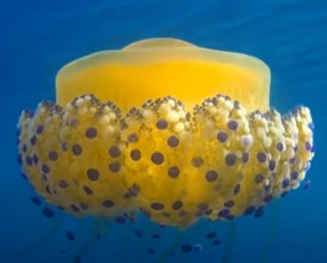 Fried Egg Jellyfish – Funny Name