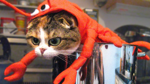 Funny animal 2022