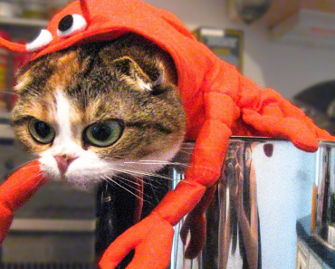 Funny cat and dog videos – Funny animal 2022