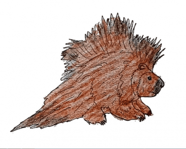 How to Draw a Porcupine easy step by step