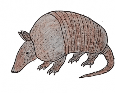 How to Draw an Armadillo step by step