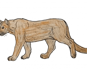 How to draw a cougar Easy | Drawing Cougar  step by step