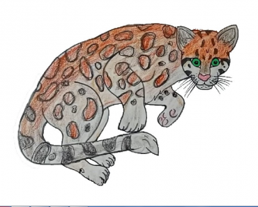 How to draw a ocelot step by step