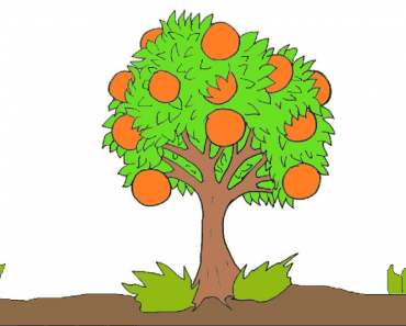 How to draw a orange tree easy