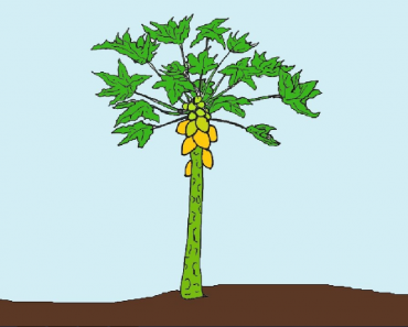 How to draw papaya tree step by step | Draw papaya tree easy