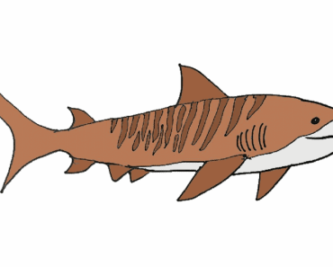 How to draw a tiger shark easy | Fish drawing Step by step