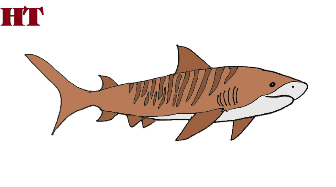 How to draw a tiger shark easy | Fish drawing Step by step
