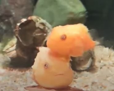 Lumpsucker Fish – Funny name