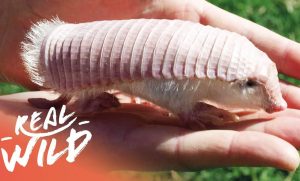 Pink Fairy Armadillo