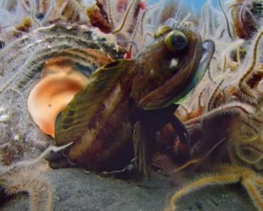 Sarcastic Fringehead – Funny Name