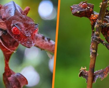 Satanic Leaf-tailed Gecko – Funny Name