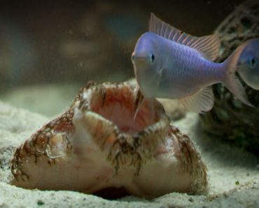 Tasselled Wobbegong – Funny Name
