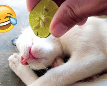 Funny Dogs And Cats Videos  | Funny Animal Videos 2022