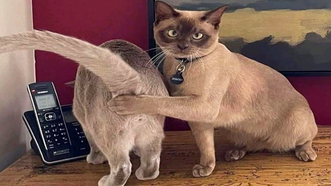 Funny animal videos 2022