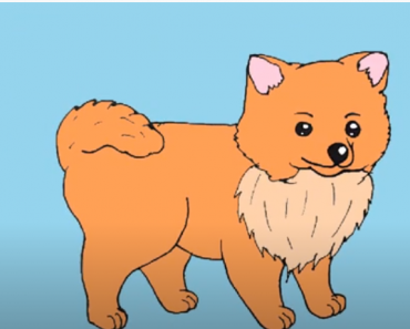 How to Draw a Pomeranian step by step | Animals easy to draw