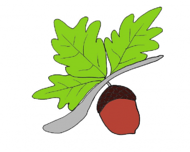 How to Draw an Acorn Step by Step