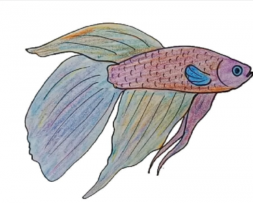 How to draw a betta fish step by step | Draw fish easily