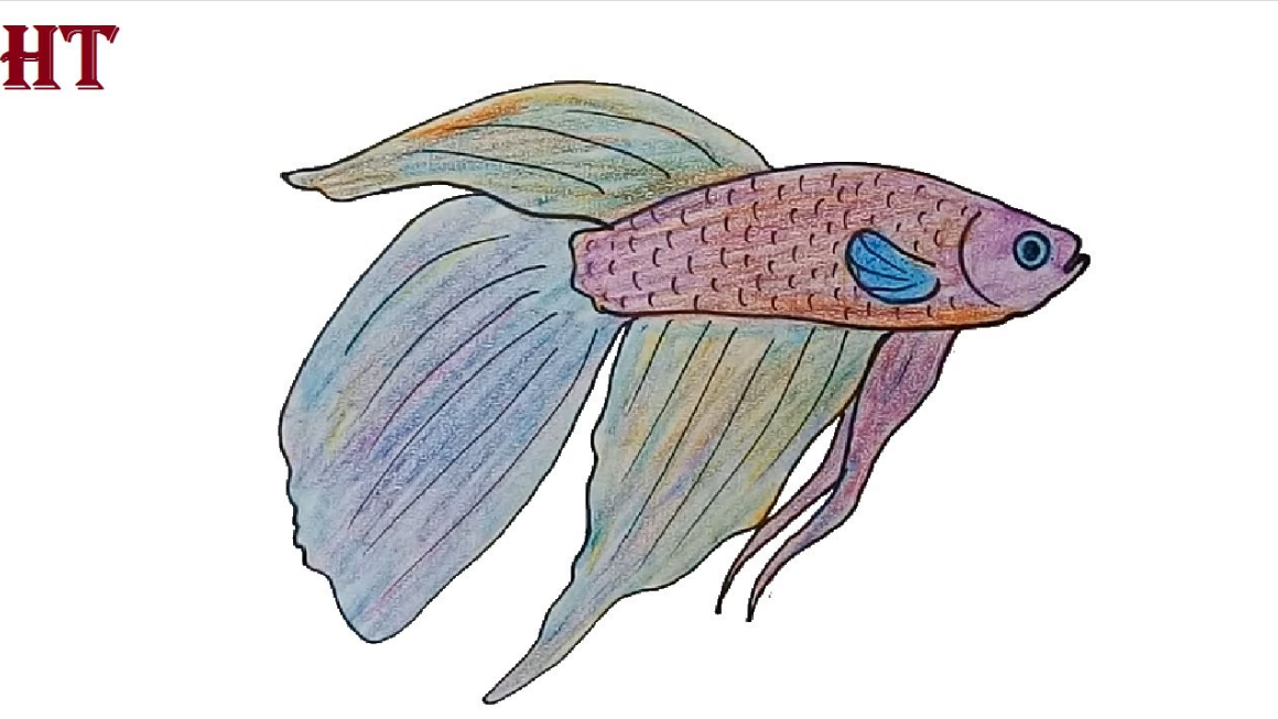 How to draw a betta fish step by step